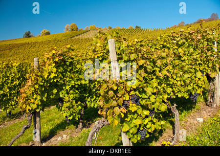 Baden-Württemberg Deutschland Europa Lemberg roter Berg Stuttgart Süd Deutschland Trauben Cluster Weinbau Wein Weinbau-Weinberge Stockfoto