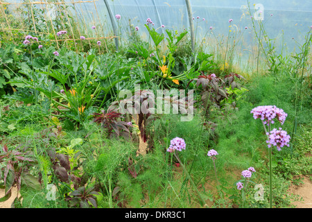 Küchengarten in einem Gewächshaus / / Potager Sous Serre Tunnel Stockfoto