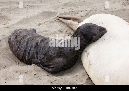 Nördlichen See-Elefanten Weibchen mit jungen Welpen Spanferkel Mirounga angustirostris Stockfoto