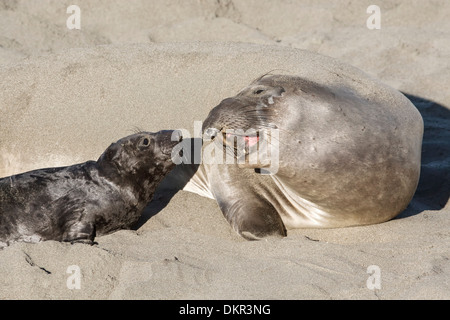 Nördlichen See-Elefanten Weibchen mit jungen Welpen Mirounga angustirostris Stockfoto