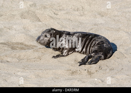 Nördlichen See-Elefanten jungen Welpen Mirounga angustirostris Stockfoto