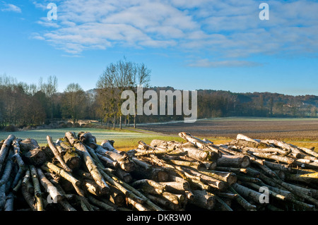 Gefällte Baum protokolliert im Lande - Frankreich. Stockfoto