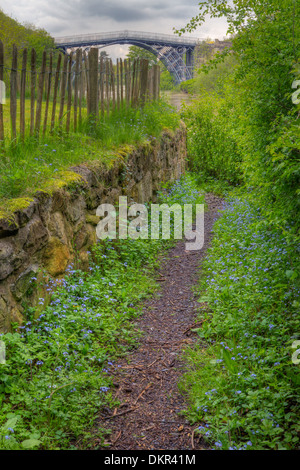 Vergissmeinnicht (Myosotis SP.) neben einen Weg zu den Fluss Severn und die Ironbridge Blüte. Stockfoto