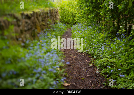 Vergissmeinnicht (Myosotis SP.) blühen neben einem Pfad. Ironbridge, Shropshire, England. Mai. Stockfoto