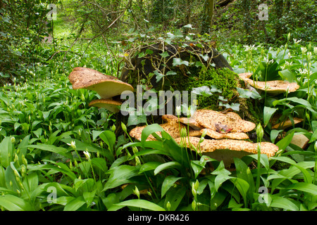 Die Dryade Sattel Pilze (Polyporus an) wachsen aus einem Baumstumpf. Shropshire, England. Mai. Stockfoto
