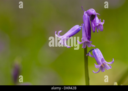 Bluebell (Hyacinthoides non-Scripta) Blüte. Shropshire, England. Mai. Stockfoto