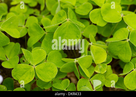 Blätter der Sauerklee (Oxalis Acetosella). Powys, Wales. Mai. Stockfoto