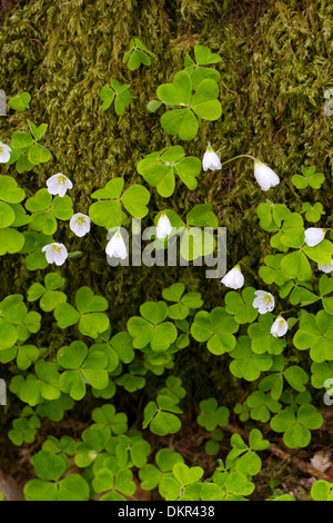 Sauerklee (Oxalis Acetosella) Blüte. Powys, Wales. Mai. Stockfoto