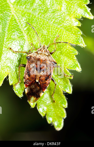 Eltern Sie-Bug (Elasmucha Grisea) Erwachsenen auf einem Birkenblatt. Powys, Wales. Mai. Stockfoto