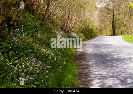 Rosa Blüte Portulak (Claytonia Sibirica) unten am Straßenrand Hecke. Powys, Wales. Mai. Stockfoto