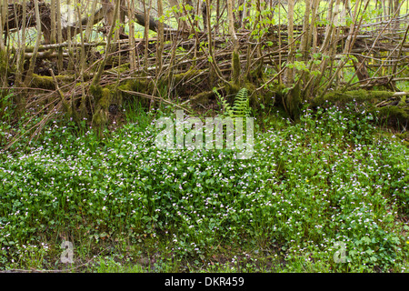 Rosa Blüte Portulak (Claytonia Sibirica) unten am Straßenrand Hecke. Powys, Wales. Mai. Stockfoto