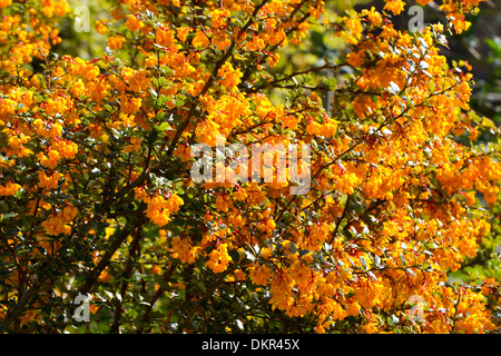 Berberis Darwinii Blüte in einem Garten. Powys, Wales. Mai Stockfoto