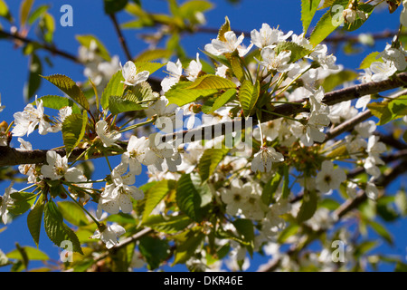 Blüten der Wildkirsche oder Gean (Prunus Avium). Powys, Wales. Mai Stockfoto