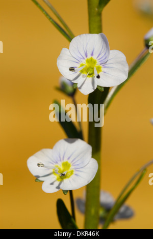 Blumen Enzian-Ehrenpreis (Veronica Gentianoides). Garten Blume. Powys, Wales. Mai. Stockfoto