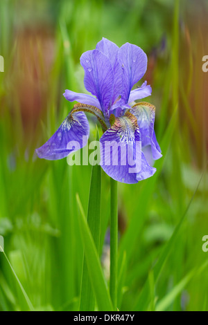 Harlekin blaue oder blaue Flagge Iris (Iris versicolor) blühen im Garten. Herefordshire, England. Mai. Stockfoto