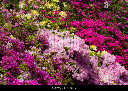 Kultivierten Hybriden von Azaleen und Rhododendren blühen in einem Garten. Herefordshire, England. Mai. Stockfoto