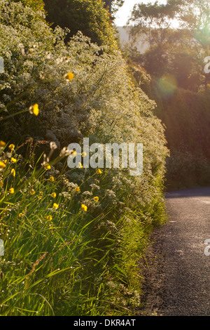 Kuh-Petersilie (Anthriscus Sylvestris) Blüte auf einer Straße-Kante. Powys, Wales. Juni. Stockfoto