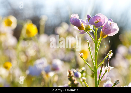 Lady's Kittel oder Kuckuck Blume (Cardamine Pratensis) Blüten in einer Wiese. Powys, Wales. Juni. Stockfoto