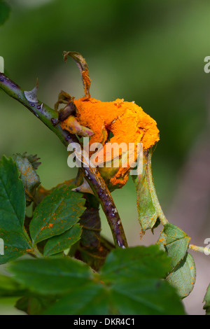 Rostpilz (Phragmidium SP.) Fruchtkörper auf eine wilde Rose (Rosa sp.). Powys, Wales. Juni. Stockfoto