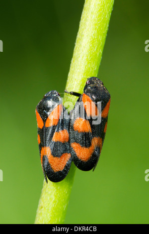 Schwarz und rot Blutzikade (Cercopis Vulnerata) Erwachsenen paar Paarung an einem Stiel. Powys, Wales. Juni. Stockfoto