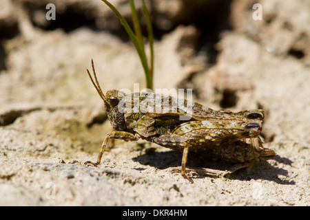 Gemeinsamen Groundhopper (Tetrix Undulata) für Erwachsene. Powys, Wales. Juni. Stockfoto