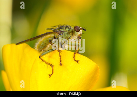 Gelber Kot fliegen (Scathophaga Stercoraria) auf einer Butterblume Blume. Pembrokeshire, Wales. Juni. Stockfoto