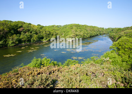 Lebensraum - Bosherton Seerosenteichen. Süßwasser-Teiche in einem Kalkstein-Tal. In der Nähe von Broadhaven, Pembrokeshire, Wales. Juni. Stockfoto