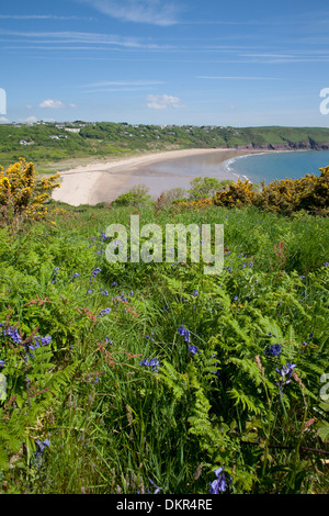 Blick auf Klippe Top Lebensraum mit blühenden Glockenblumen und Ginster. Freshwater East, Pembrokeshire, Wales. Juni. Stockfoto