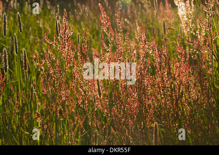 Sauerampfer (Rumex liegen) Blüte im Grünland. Pemrokeshire, Wales. Juni. Stockfoto