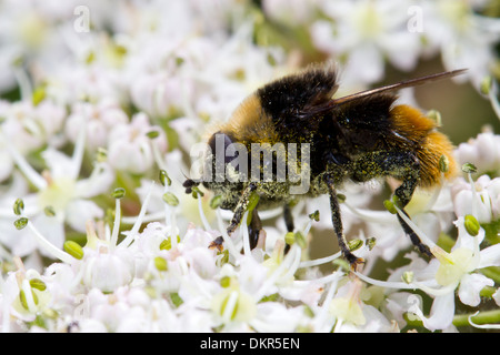 Narcissus Birne fliegen Hoverfly (Merodon Equestris) Fütterung auf Bärenklau Blumen. Hampshire, England. Juni. Stockfoto