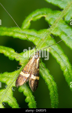 Longhorn Moth (Nemophora Degeerella) Männchen ruht auf Bracken. Sussex, England. Juni. Stockfoto