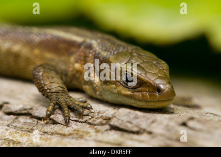 Gemeinsame oder lebendgebärend Eidechse (Zootoca Vivipara) Nahaufnahme des Kopfes eines Erwachsenen weiblichen Sonnen auf einem Baumstamm. Sussex, England. Juni. Stockfoto