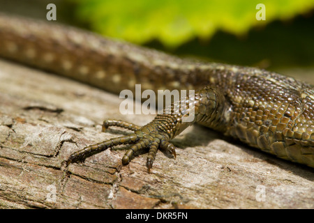 Gemeinsame oder lebendgebärend Eidechse (Zootoca Vivipara) Nahaufnahme des Hinterbeines eine Erwachsene weibliche Sonnen auf einem Baumstamm. Stockfoto