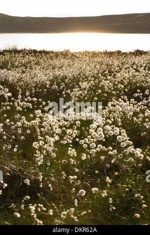 Wollgras (Wollgras SP.) Seedheads neben einem Bergsee. Glaslyn in der Nähe von Plynlimon in den Cambrian Mountains. Stockfoto