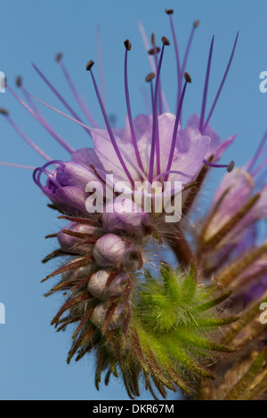 Rainfarn Phacelia (Phacelia Tanacetifolia) Blumen. Powys, Wales. Juli. Stockfoto