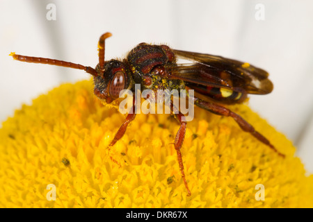 Weibliche einsame Biene Nomada Ruficornis in einem Ochsen-Auge Daisy Blume. Diese Art ist ein Nest Parasit der anderen Solitärbienen. Stockfoto