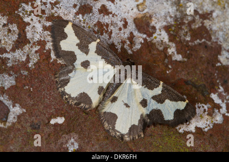 Getrübte Grenze Motte (Lomaspilis Marginata) Erwachsene auf eine Mauer. Powys, Wales. Juli. Stockfoto