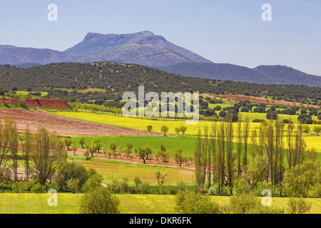 Spanien Europa Andalusien Region Almeria Provinz bunte Farben Blumen Landschaft Natur natürlich Pappeln rot rote Erde Frühling Stockfoto