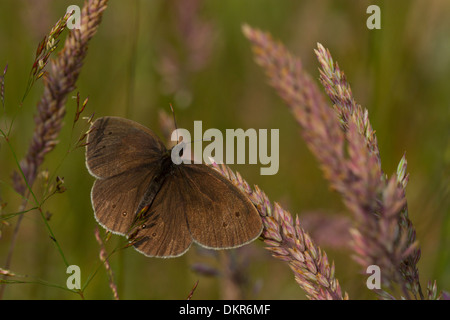 Ringel-Schmetterling (Aphantopus Hyperantus) sonnen sich auf Gräser. Powys, Wales. Juli. Stockfoto