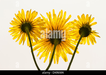 Blumen der mehrjährige Sowthistle (Sonchus Arvensis). Powys, Wales. Juli. Stockfoto