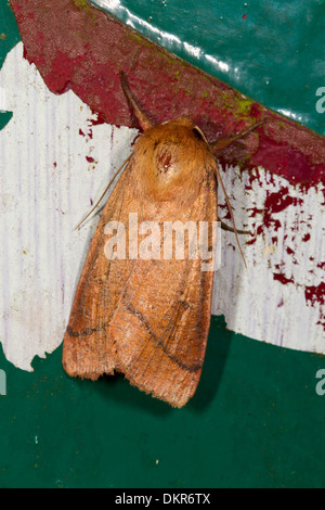 Doppelte Linie Motte (Mithymna Turca) Erwachsene. Powys, Wales. Juli. Stockfoto