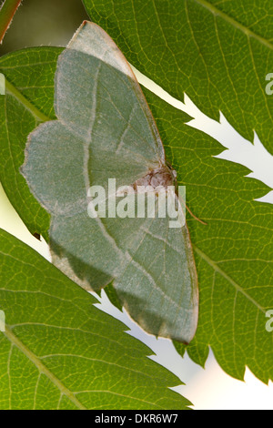 Leichte Smaragd Motte (Campaea Margaritata) Erwachsenen ruht auf Rowan Blätter. Powys, Wales. Juli. Stockfoto