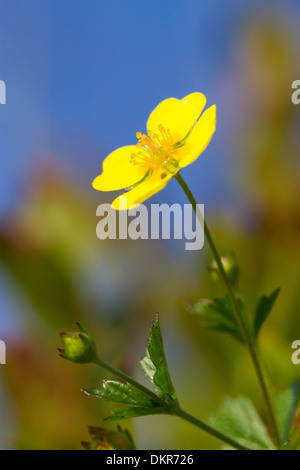 Gemeinsame Blutwurz (Potentilla Erecta) Blume. Ceredigion, Wales. Juli. Stockfoto