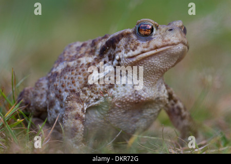 Gemeinsamen Kröte (Bufo Bufo) für Erwachsene. Powys, Wales. Juli. Stockfoto