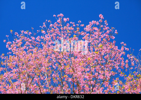 Wilde Himalaya Kirsche Blume Baum aus dem Norden von Thailand Stockfoto