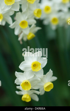 Wunderschöne blühende Narzissen im Frühling Stockfoto