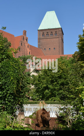 Stadtbaer Schnute, Baerenzwinger, Koellnischer Park, Mitte, Berlin, Deutschland / Stadtbär, Köllnischen Stockfoto