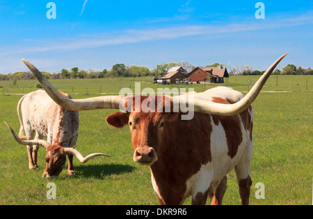 Kanton, Texas Longhorn, Rinder, Kuh, Landwirtschaft, Tier, USA, Stockfoto