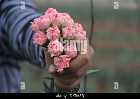 (131209)--GAZA, 9. Dezember 2013 (Xinhua)--A palästinensischen Bauern Picks Flowers auf einem Bauernhof im südlichen Gazastreifen Stadt von Rafah am 9. Dezember 2013. Israel erlaubt, um LKW von Gaza Blumen und Erdbeeren auf Ashdod Seehafen für den Export nach Europa zu übertragen. (Xinhua/Khaled Omar) Stockfoto