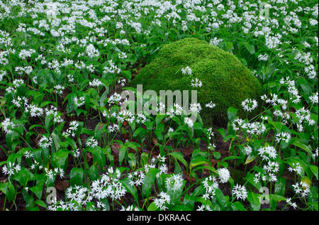 Allium Ursinum Baum Blume Blüte gedeihen buchen Buchenwald ertragen Lauch Bärlauch Stoffen Bäume Frühling Gemüse Pflanze Moos Stockfoto